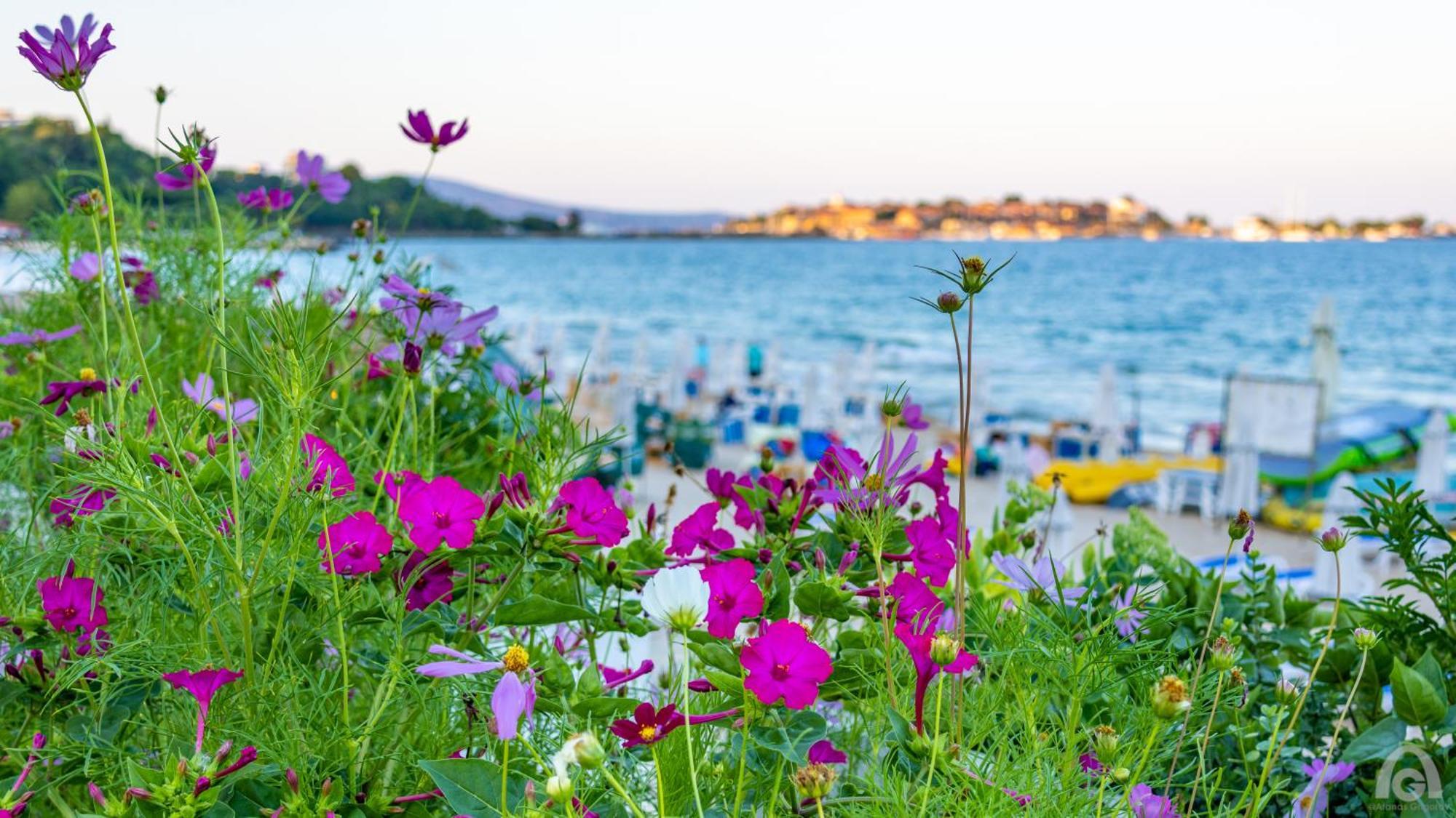Perla Apartments Nesebar Eksteriør bilde